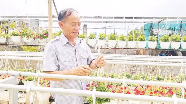 Nông dân Nguyễn Trung Tuyến chăm sóc các loại hoa để chuẩn bị xuất bán.