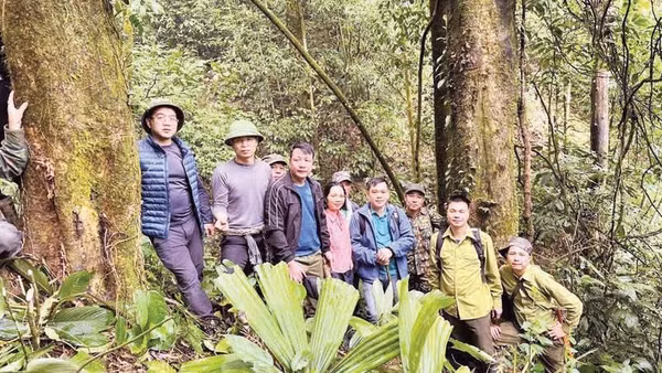 Đoàn khảo sát của xã Đồng Phúc bên hai gốc chè cổ thụ mới phát hiện.