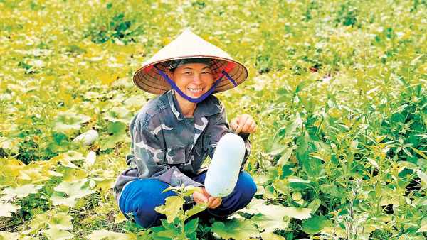 Người dân thôn Nà Cà, xã Nghĩa Tá thu hoạch bí xanh thơm (Ảnh THU BÌNH)
