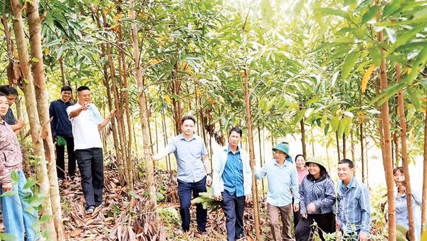 Lãnh đạo xã Bằng Thành kiểm tra mô hình trồng quế (Ảnh THU HƯỜNG)