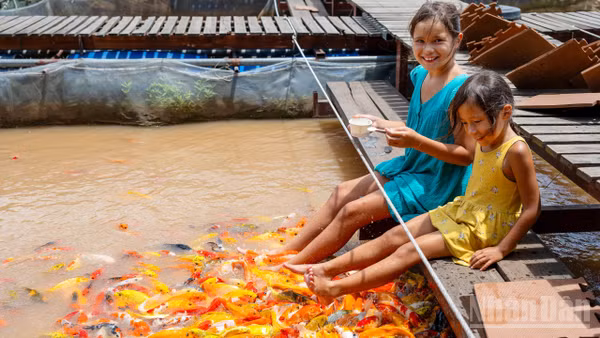 Điểm dừng chân đầu tiên trải nghiệm, như “món khai vị” trước khi du khách ghé thăm Cồn Sơn là bè cá của ông Lý Văn Bon (Bảy Bon), để chiêm ngưỡng vẻ đẹp và sự đa dạng của các loài thủy sản trên sông Mê Kông.
