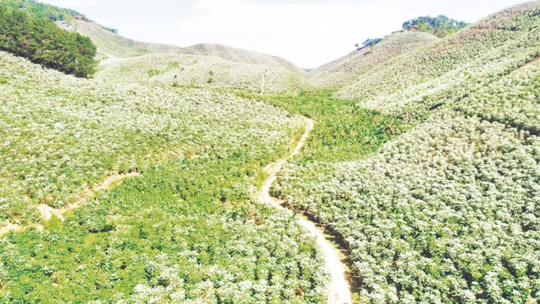 Những đồi cà-phê ở Sơn La.