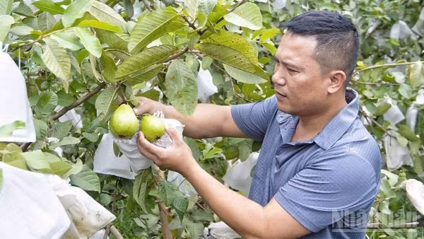 Vườn ổi không hạt của gia đình anh Nguyễn Văn Thắng cho thu nhập hàng trăm triệu đồng mỗi năm. (Ảnh: Đ.P)