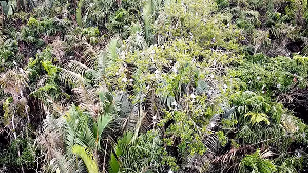 Vườn chim vạc quý hiếm ông Hai Chìa. 