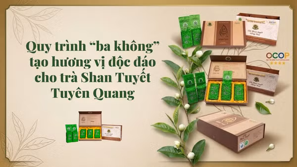 Quy trình “ba không” tạo hương vị độc đáo cho trà San Tuyết Tuyên Quang