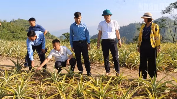 Đoàn giám sát Ban Dân tộc Hội đồng nhân dân tỉnh Điện Biên giám sát thực địa dự án hỗ trợ phát triển sản xuất cộng đồng trồng và chăm sóc dứa tại bản Công Binh, xã Núa Ngam. (Ảnh: LÊ LAN)