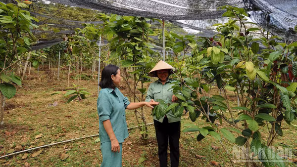 Dược sĩ Nguyễn Thanh Tuyền (bên trái) cùng công nhân kiểm tra cây trà hoa vàng. (Ảnh: XUÂN KỲ)