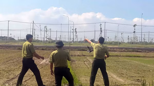 Lưới giăng để bắt chim hoang dã được phát hiện và tiêu hủy ở phường Long Hương, Thành phố Hồ Chí Minh, sáng 5/10. (Ảnh: LÊ ĐÌNH THÌN) 