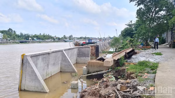 Cần Thơ xây kè kiên cố phòng, chống sạt lở bờ sông Ô Môn. (Ảnh: THANH TÂM)