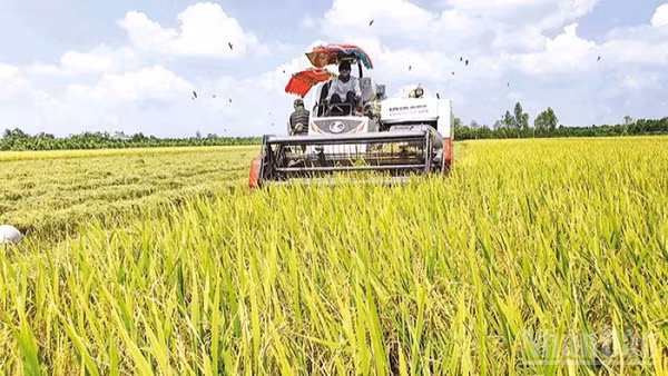 Nông dân Cần Thơ thu hoạch lúa chất lượng cao đáp ứng yêu cầu xuất khẩu. (Ảnh: THANH TÂM)