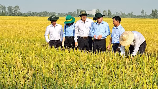 Nông dân Cần Thơ trồng lúa phát thải thấp, thích ứng với biến đổi khí hậu.