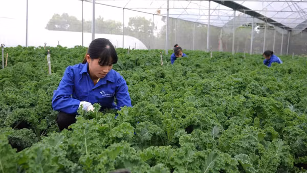 Chăm sóc cải xoăn hữu cơ trong nhà màng tại trang trại Hoa Viên, xã Yên Xuân, Hà Nội. (Ảnh: HOA VIÊN)