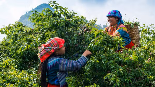 Lan tỏa câu chuyện về vùng đất và con người qua sản vật địa phương. 