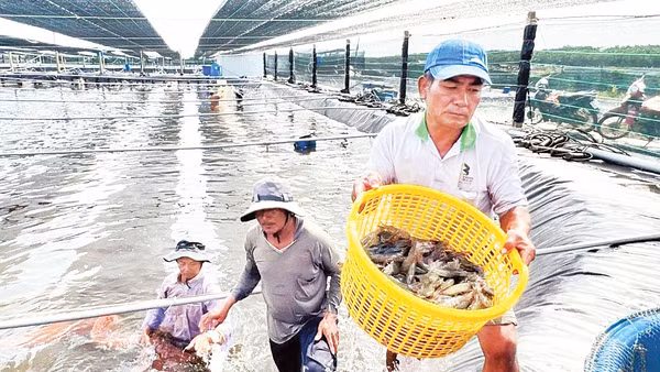 Người dân Cà Mau thu hoạch tôm thẻ siêu thâm canh. Ảnh: Báo Cà Mau
