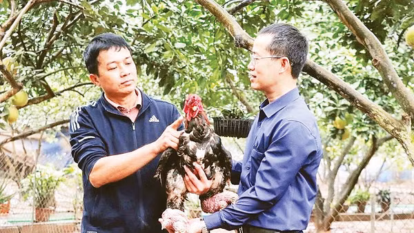 Ấn tượng đặc biệt nhất với gà Đông Tảo là đôi chân lớn, ngón mập mạp, vẩy thịt đỏ au. Ảnh: Mạnh Khánh/TTXVN 