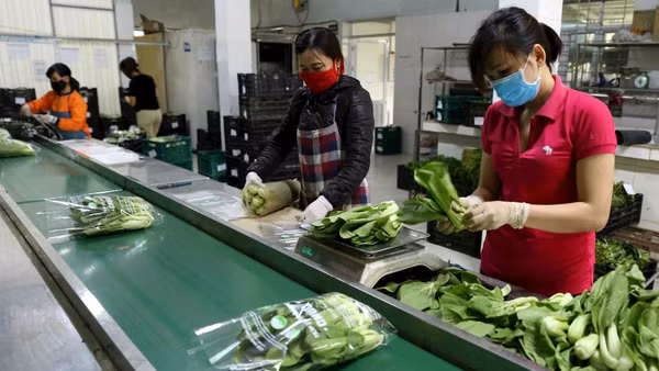 Sơ chế, đóng gói sản phẩm rau xanh tại HTX Chúc Sơn để cung cấp cho người dân Thủ đô Hà Nội. Ảnh: Vũ Sinh 