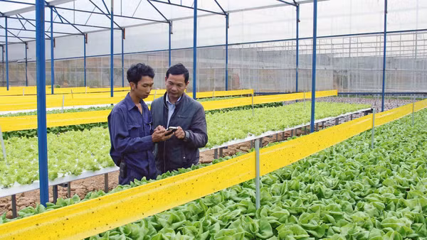 Kỹ sư giới thiệu về phương pháp chăm sóc rau công nghệ cao.