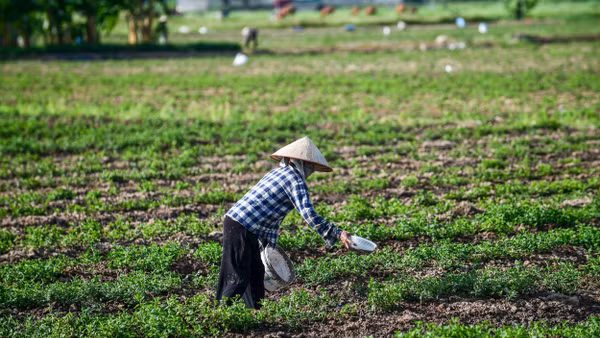 Cần nhiều biện pháp chuyên nghiệp hóa lĩnh vực trồng trọt. Ảnh: Thành Đạt