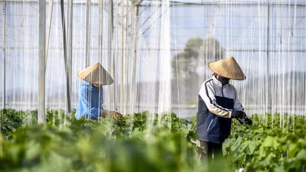 Truy xuất nguồn gốc là yếu tố cốt lõi nhằm tăng tính kỷ luật trong chuỗi giá trị nông sản sạch. Ảnh: Thành Đạt