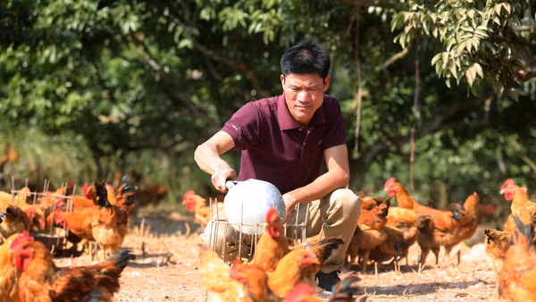 Người nông dân Bắc Ninh nuôi trang trại gà nhờ vay ngân hàng chính sách. Ảnh: Thành Đạt