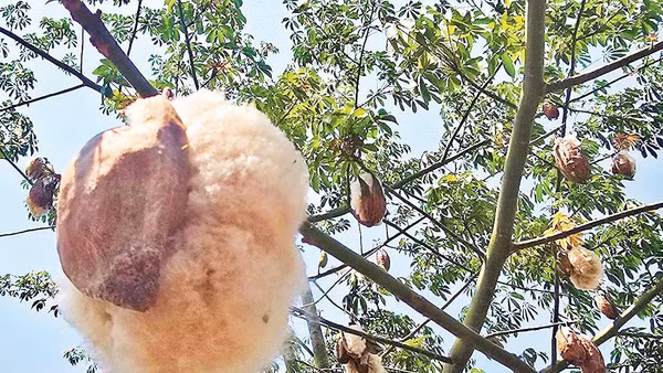 Bông gòn phá vỏ nở bung ra.