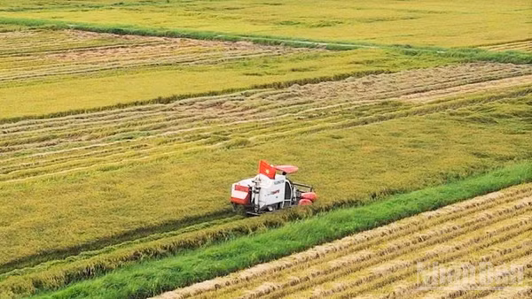 Nông dân Xuân Bồ, xã Lệ Thủy, tỉnh Quảng Trị khẩn trương thu hoạch lúa hè thu. (Ảnh: HƯƠNG GIANG)