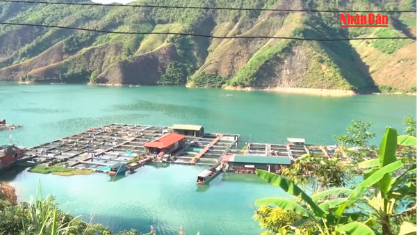 [Video] Mưa lũ gây nhiều khó khăn cho nghề nuôi cá lồng ở Sơn La