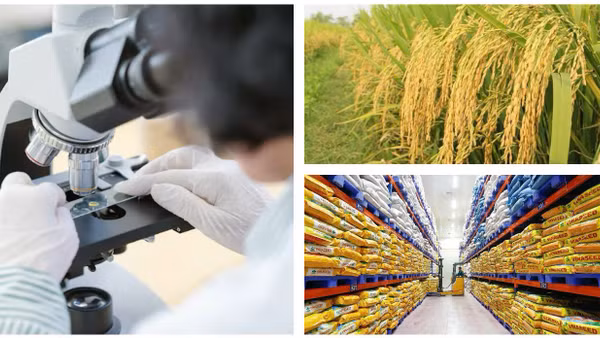 Nông nghiệp xanh bắt đầu từ những hạt giống chất lượng.