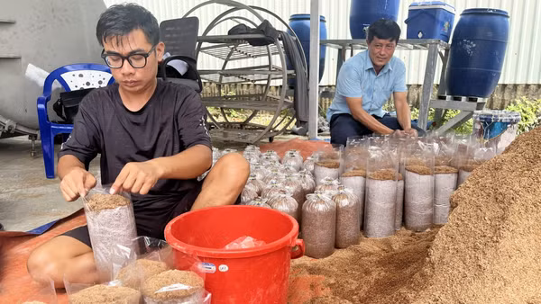 Cho mùn cưa vào bịch ni-lông làm giá thể trồng nấm. (Ảnh: CTV)