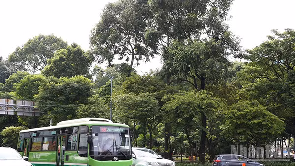 Cây xanh trong công viên Hoàng Văn Thụ, quận Tân Bình cũ (ảnh: HÀ CHÂU)