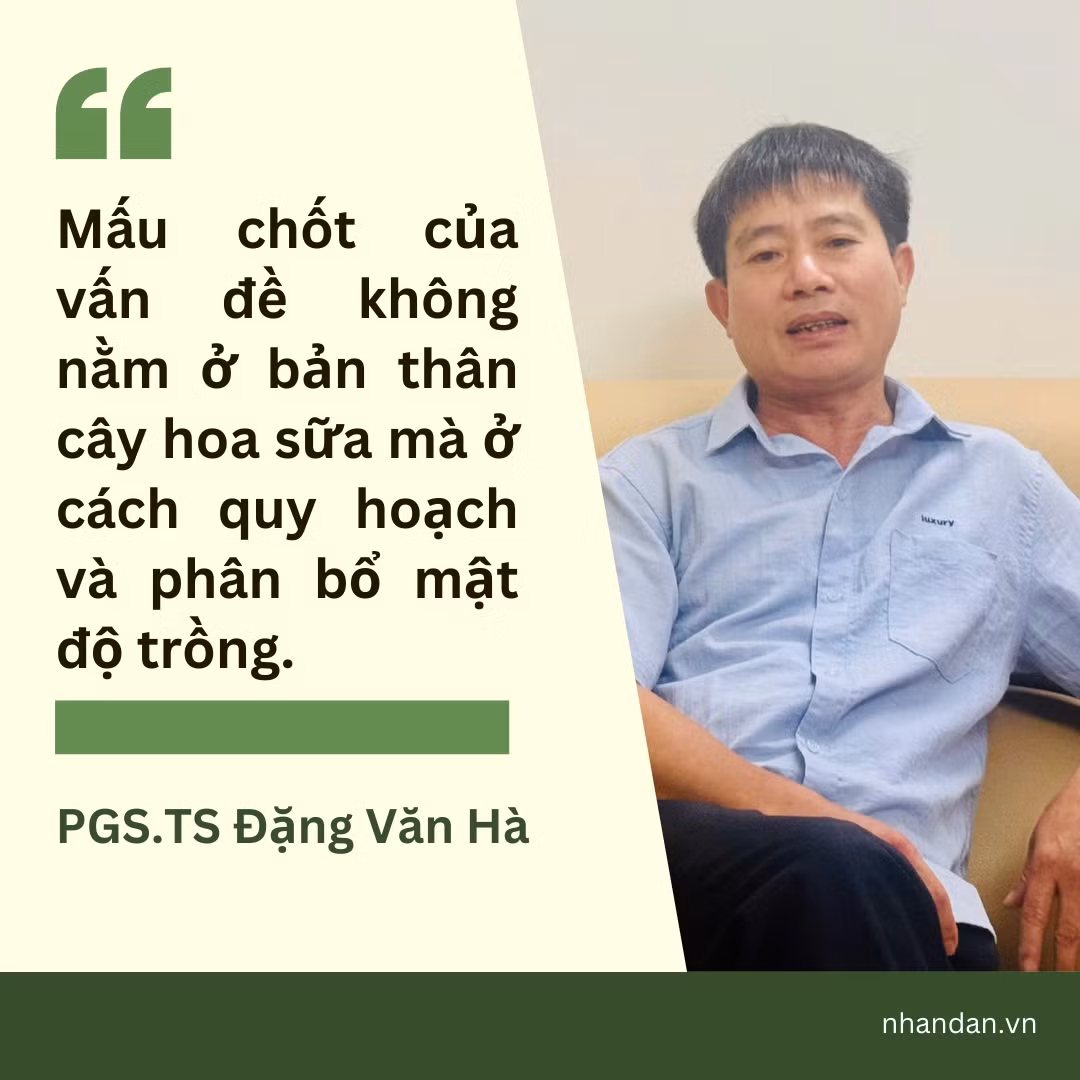 quotethayha.png