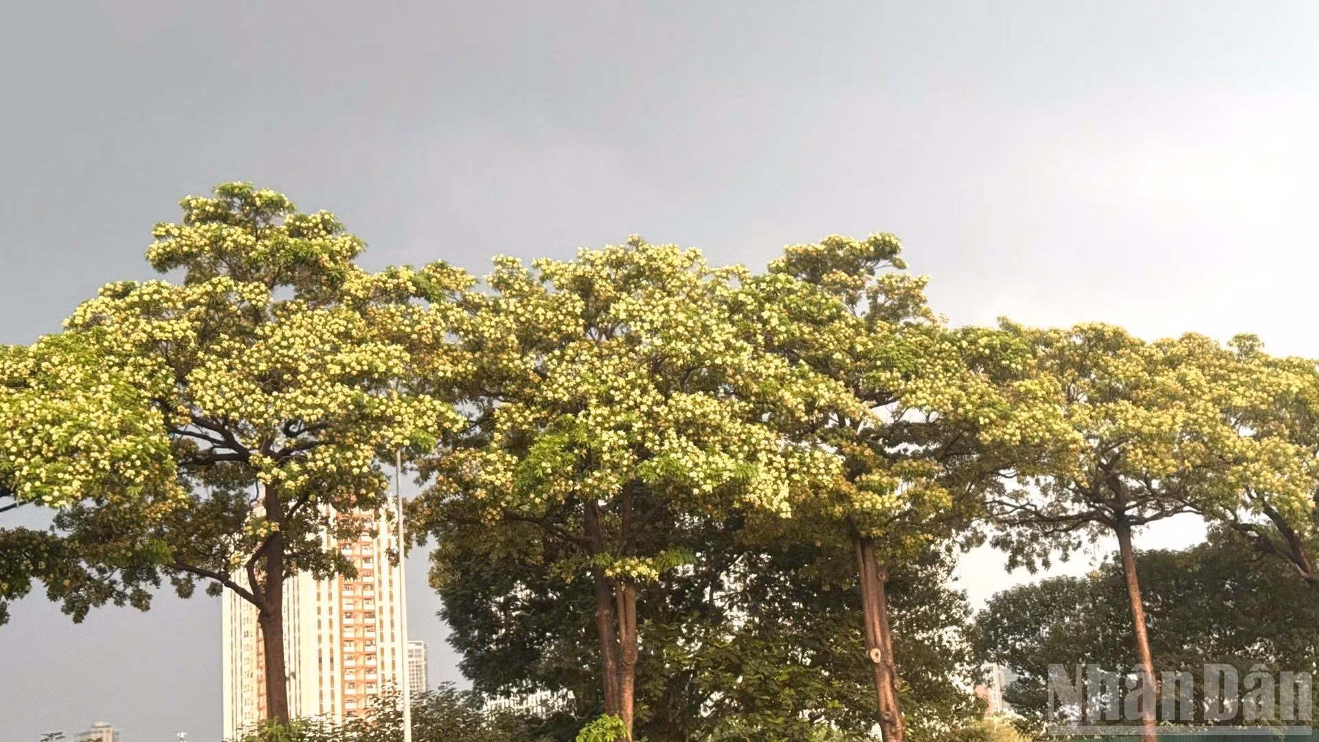 ndo_br_hoasua2.jpg