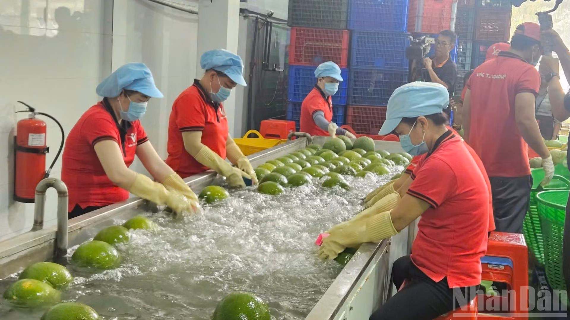 Nông dân trong một dây chuyền chế biến trái cây xuất khẩu. (Ảnh: NGUYỄN PHƯỢNG)