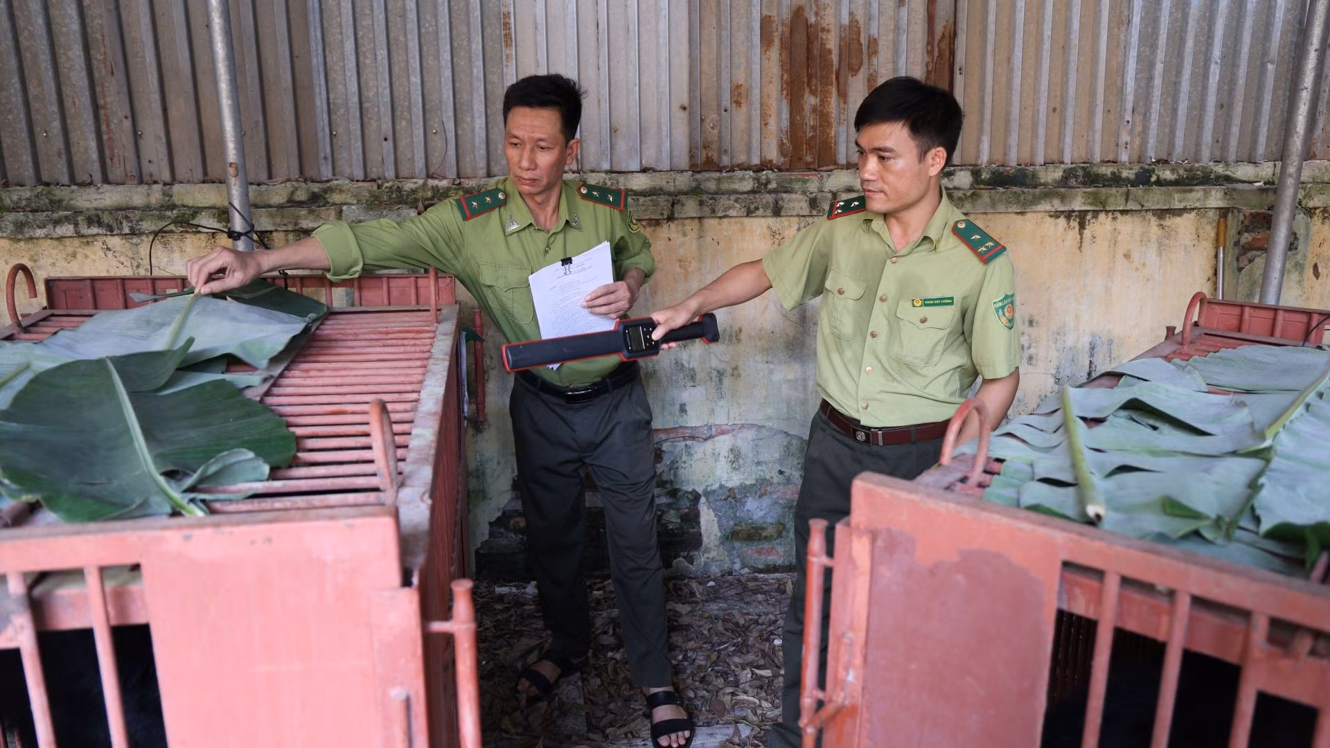 Hạt Kiểm lâm số 7 (Chi cục Kiểm lâm Hà Nội) hỗ trợ người dân chuyển giao gấu. (Ảnh: Tổ chức Động vật châu Á).