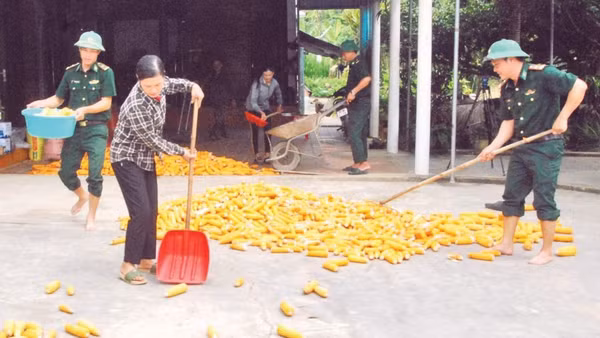 Cán bộ địa bàn Đồn Biên phòng Hòa Hải giúp người dân biên giới thu hoạch nông sản.