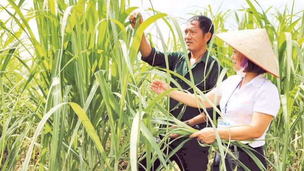 Người dân xã Vân Du, tỉnh Nghệ An chăm sóc mía để cung cấp cho doanh nghiệp xuất khẩu mía tươi.