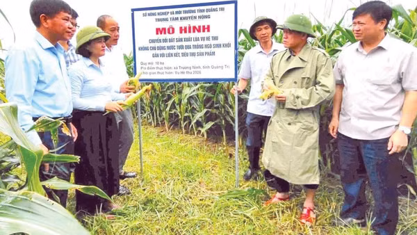Lãnh đạo Ủy ban nhân dân tỉnh và Sở Nông nghiệp và Môi trường tỉnh Quảng Trị kiểm tra, đánh giá mô hình trồng ngô sinh khối ở xã Trường Ninh.