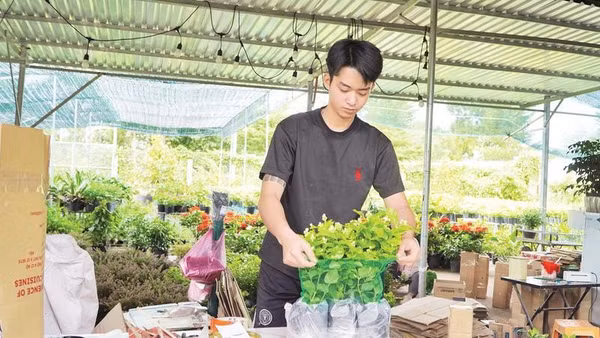 Sau phiên livestream, nhà vườn Sa Đéc gói hàng hoa kiểng giao gửi khách.