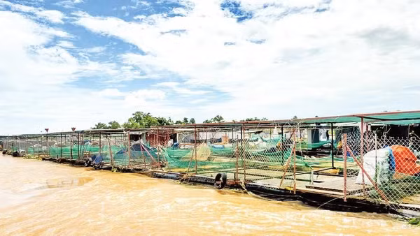 Dải bè cá nối nhau trên sông Tiền đoạn qua xã An Bình, tỉnh Vĩnh Long.