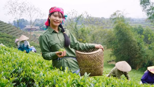 Chị Bùi Thị Mai cùng các thành viên hợp tác xã thu hoạch chè sạch canh tác theo phương pháp hữu cơ (Ảnh HƯƠNG DỊU)