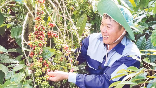 Tận dụng thời tiết, đất đai thuận lợi, người nông dân ở Đắk Lắk phát triển mạnh các loại cây công nghiệp, nhất là cây cà-phê.
