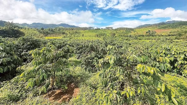 Xã Đăk Hà mở rộng vùng nguyên liệu cà-phê để xây dựng thương hiệu Cà-phê Đăk Hà.