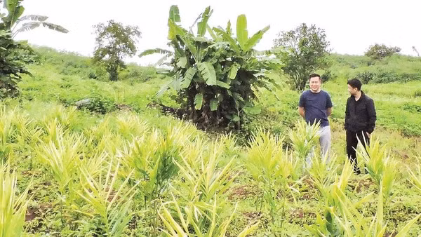 Tỉnh Quảng Ngãi phát triển vùng trồng dược liệu có giá trị kinh tế và tăng thu nhập cho người dân miền núi.