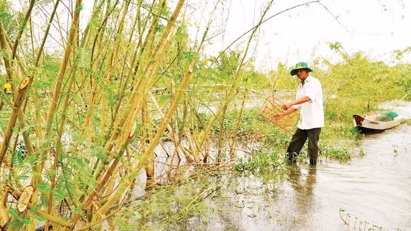 Hợp tác xã sản xuất nông nghiệp sinh thái Quyết Tiến thu hoạch cá đồng tại mô hình trữ cá (Ảnh HỮU NGHĨA)