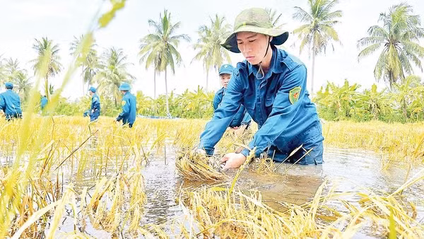 Lực lượng dân quân tự vệ xã Khánh Hưng (tỉnh Cà Mau) ngâm mình trong nước sâu giúp nông dân gặt lúa.