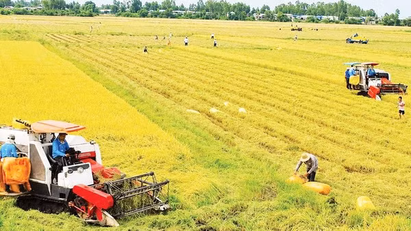 Thu hoạch lúa tại xã Thạnh Thới An, Cần Thơ.