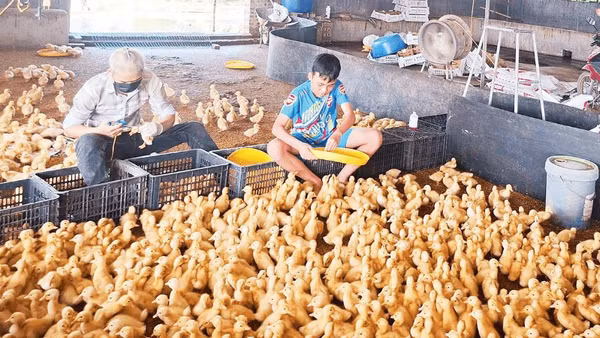 Mô hình chăn nuôi vịt Bơ Grimaud theo hướng an toàn sinh học ở xã Kim Thành.
