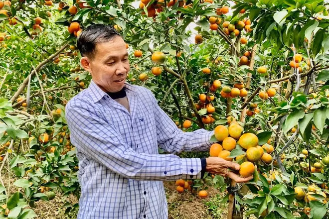 Nông dân tỉnh Hưng Yên đã chuyển đổi sang trồng cây ăn quả cho thu nhập cao.
