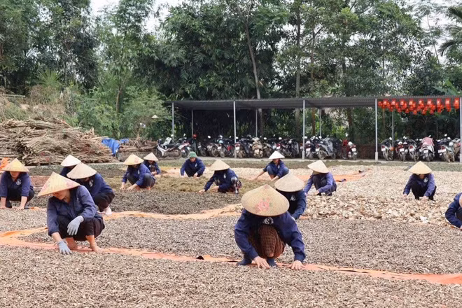 Bà con phơi dược liệu tại Hợp tác xã Sản xuất và Chế biến Dược liệu Nguyễn Thị Thái.