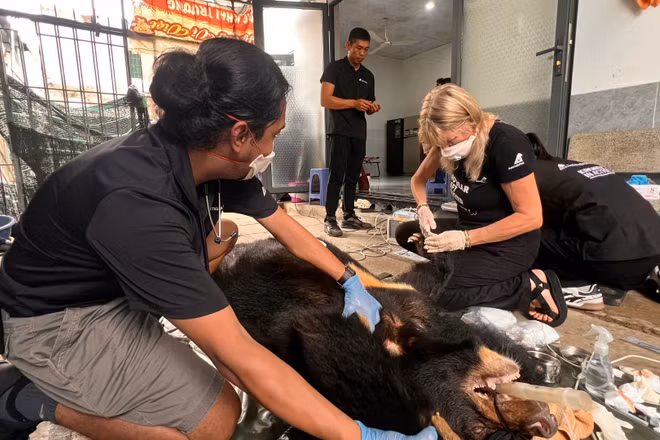 Cứu hộ thành công một cá thể gấu ngựa (Ursus thibetanus) do một hộ gia đình tự nguyện chuyển giao. (Ảnh: AAF)